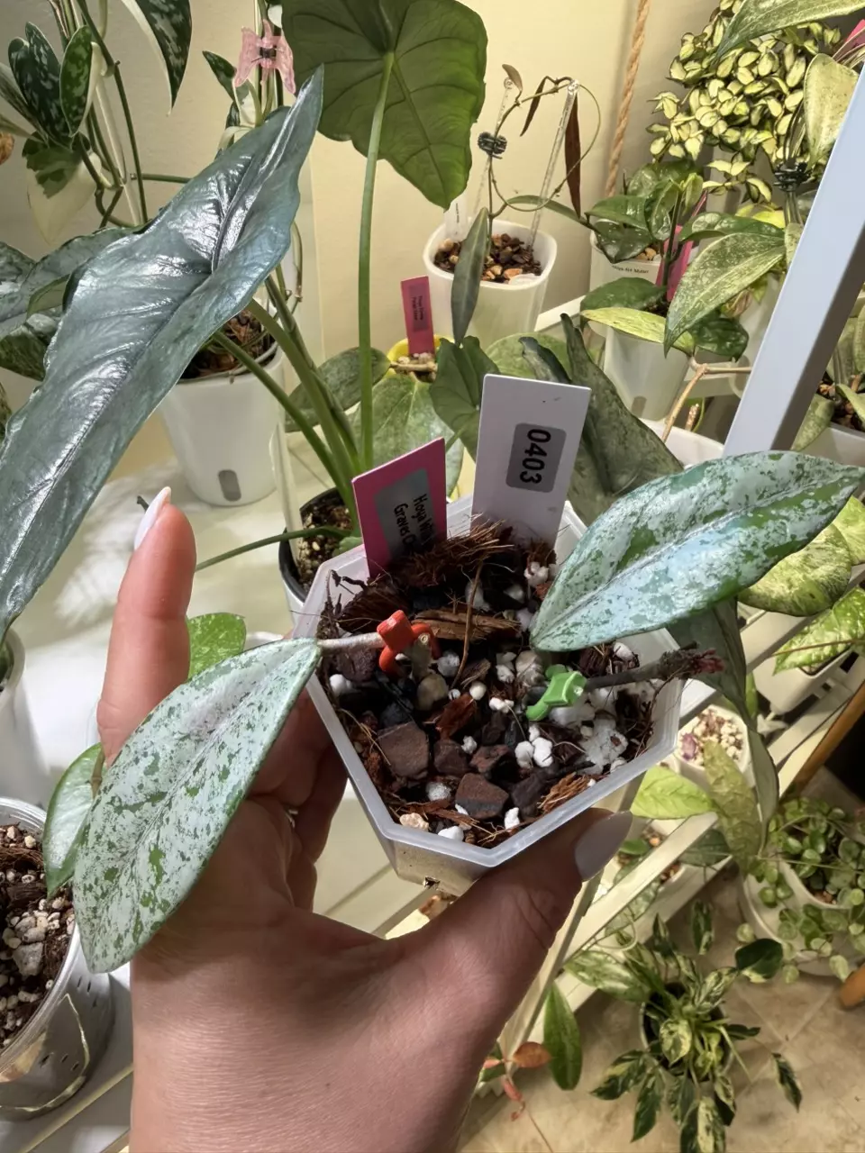 0403 Hoya Wilbur Graves China 🇨🇳 thumbnail