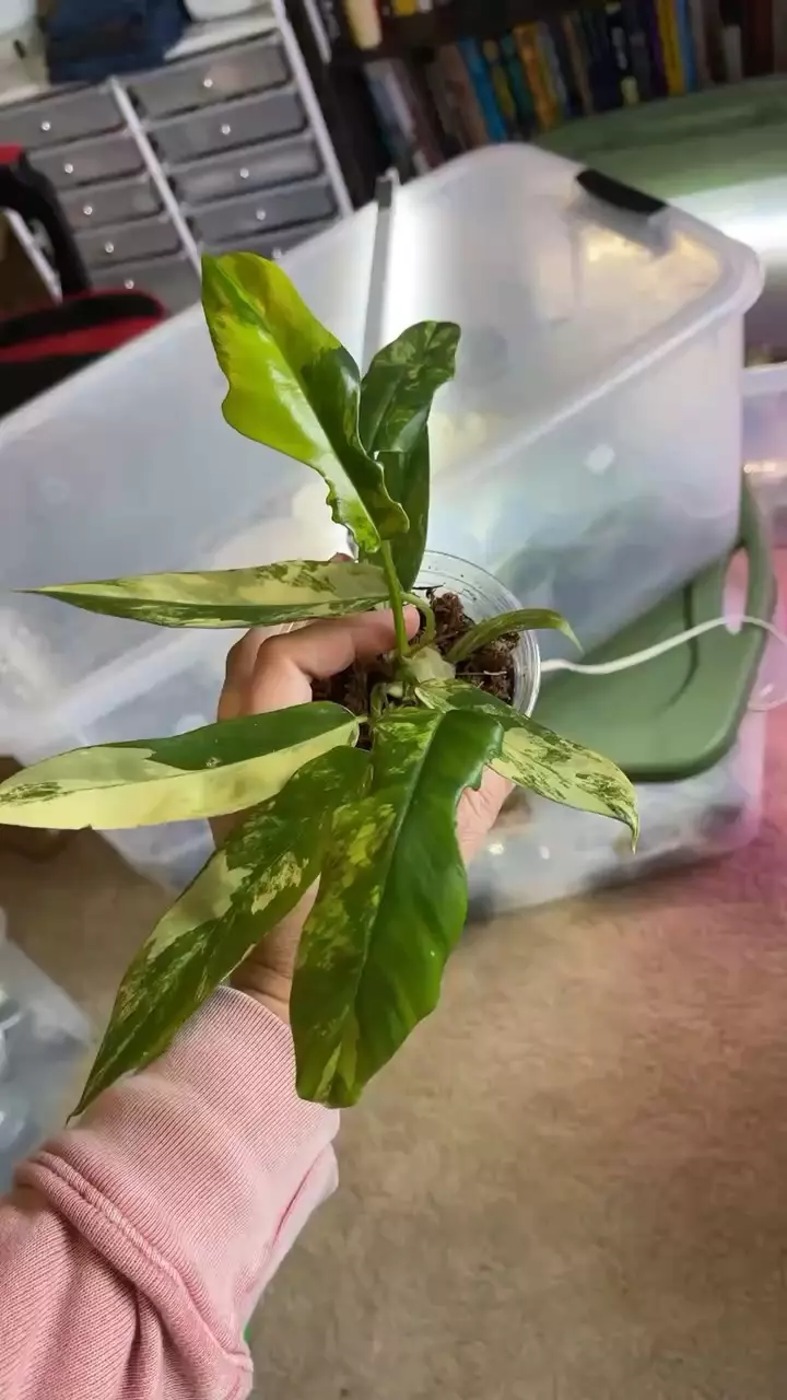 Florida Beauty X Tortum thumbnail