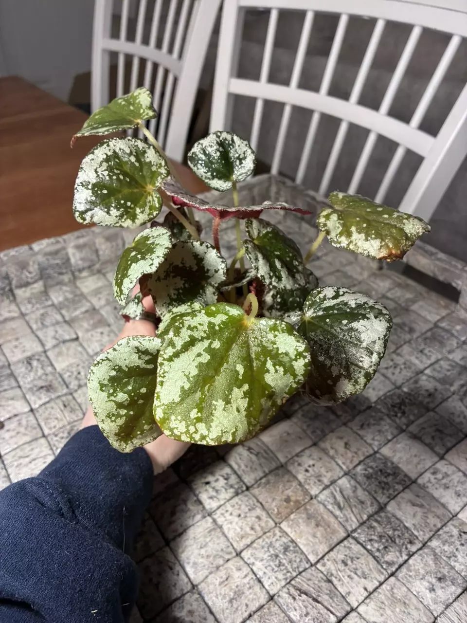 Sykakiengii thumbnail