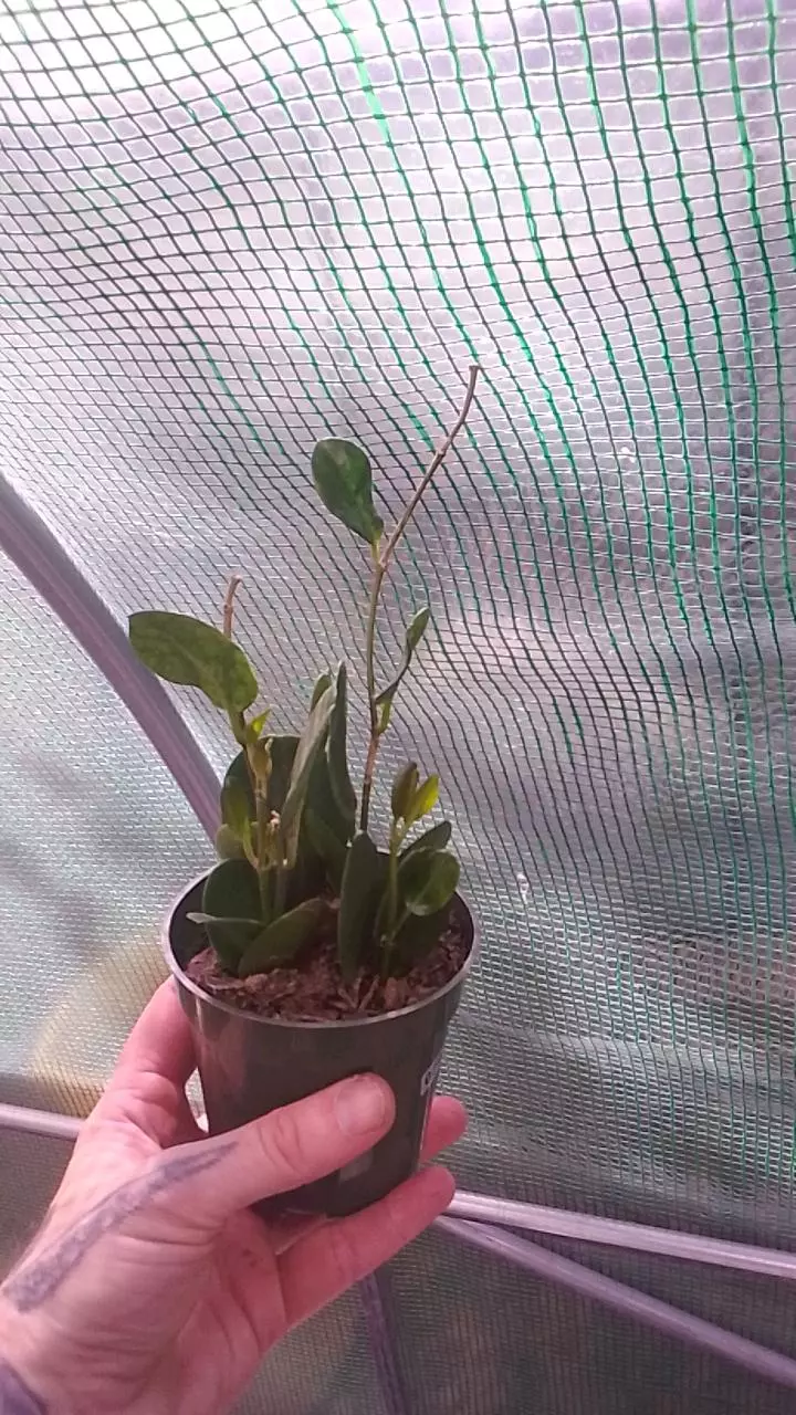 793 Hoya Australis thumbnail