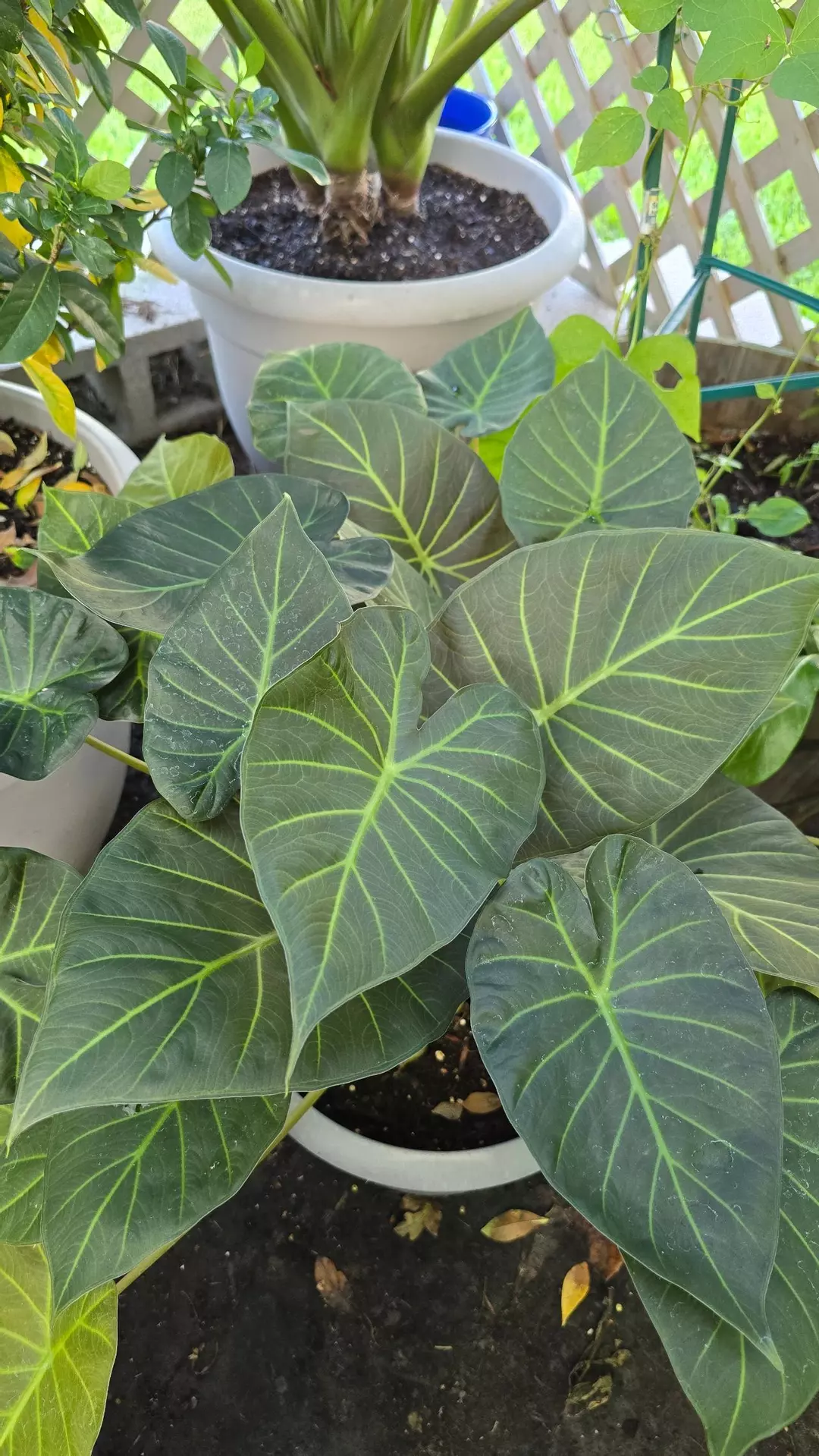 Regal Shield Alocasia — Established Starter (RV Garden Grown) thumbnail