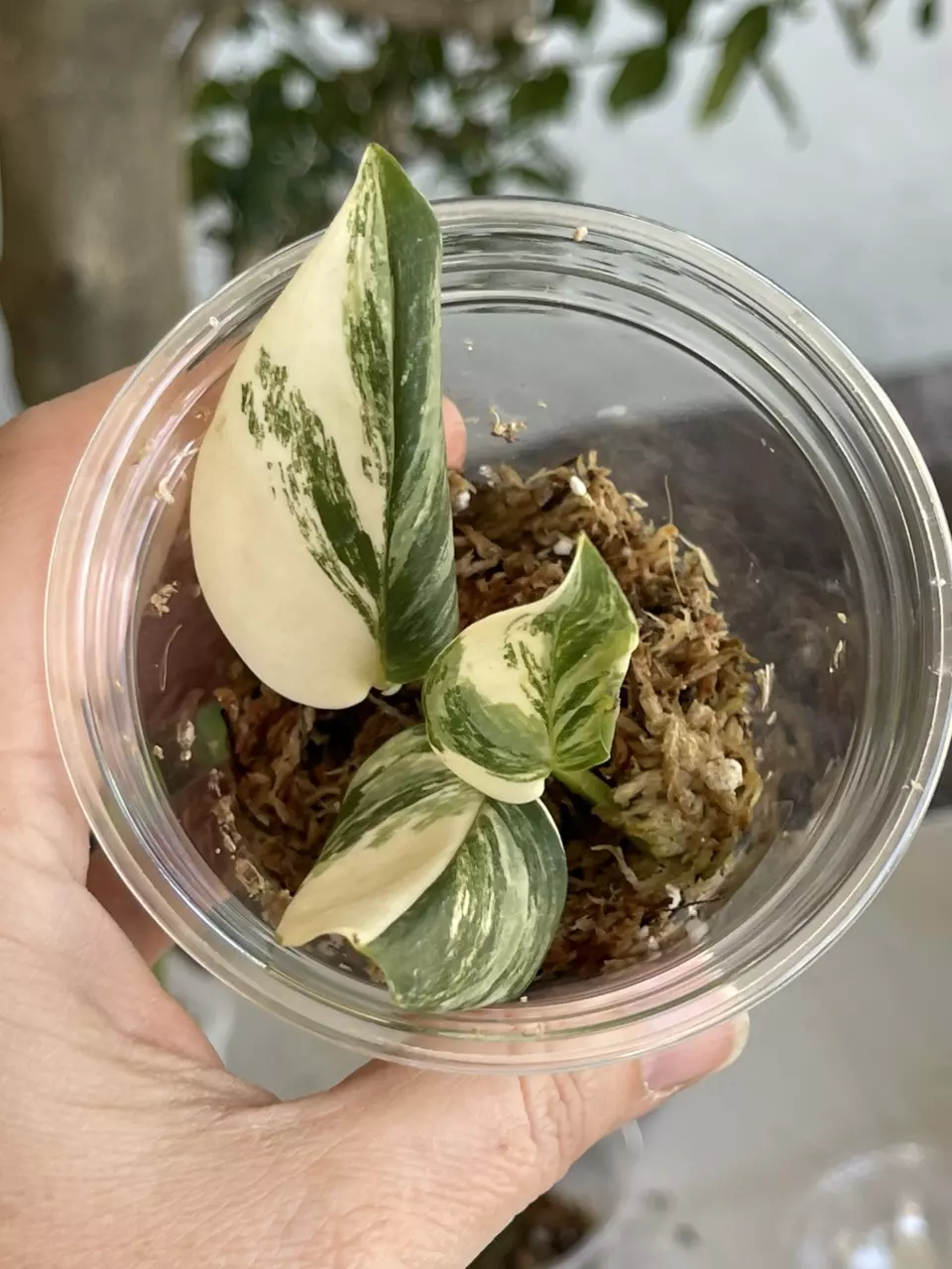 Scindapsus Rubicon 3 (3 Color/TriColor) thumbnail