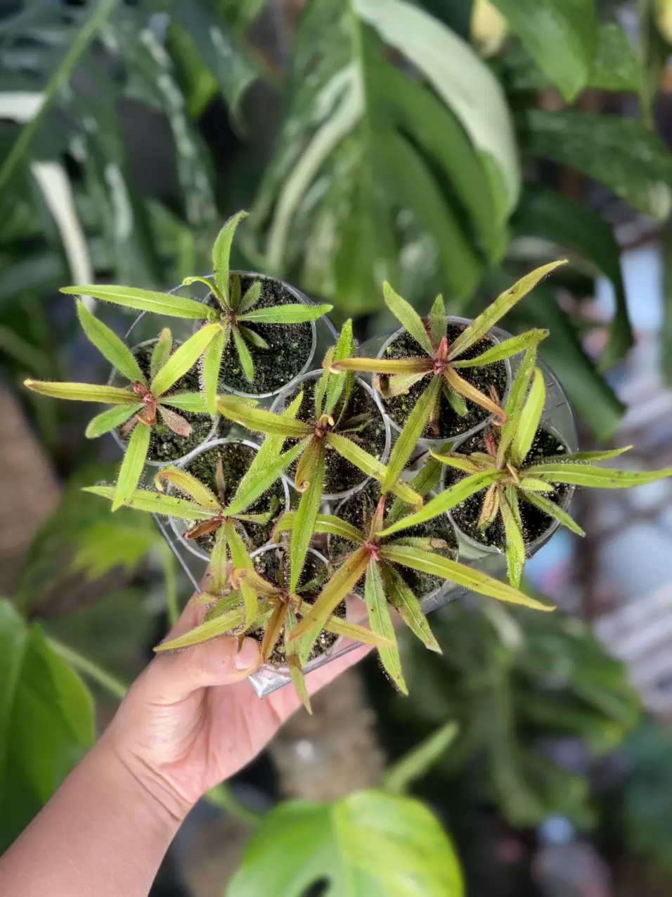 Drosera Adelae 'Giant' (Large Form) thumbnail