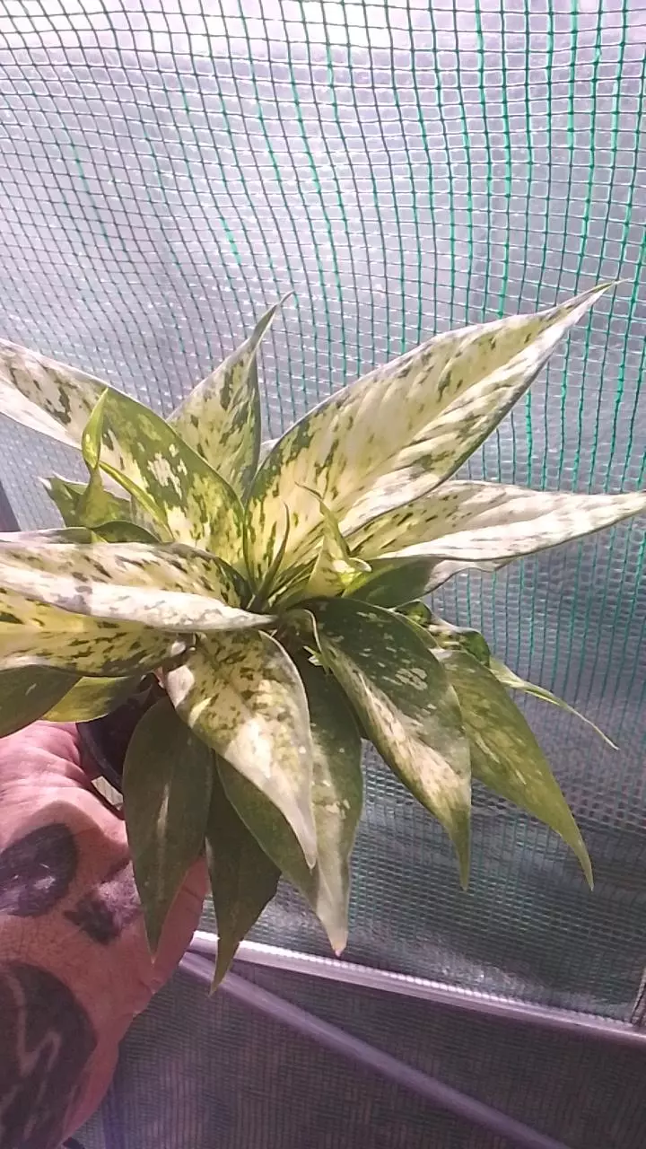 790 Aglaonema thumbnail