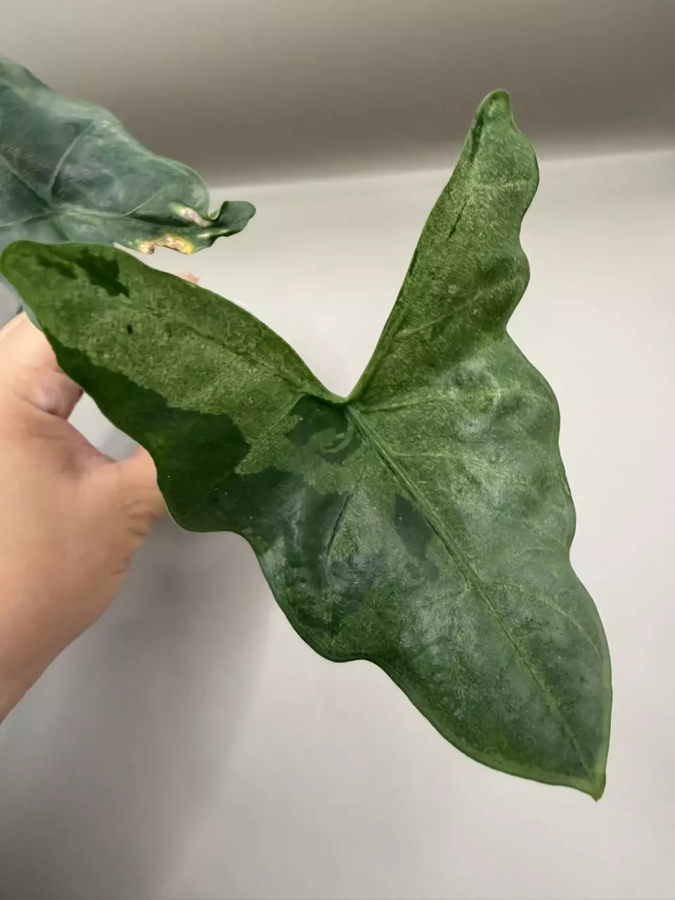 Alocasia Batwing Mint Variegated thumbnail