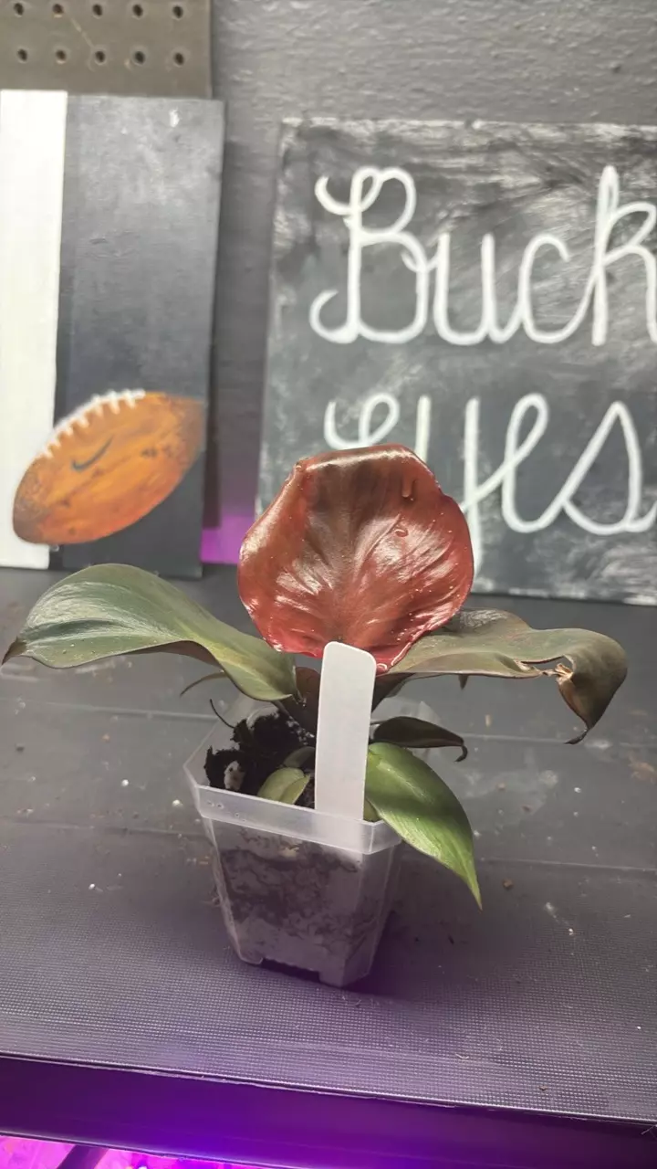 Philodendron Red Heart thumbnail