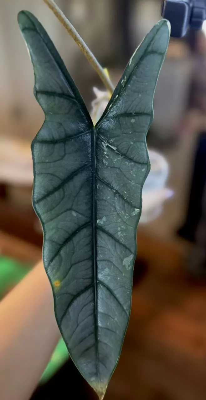 CORM* ALBO METALLIC BLUE (heterophyla) thumbnail