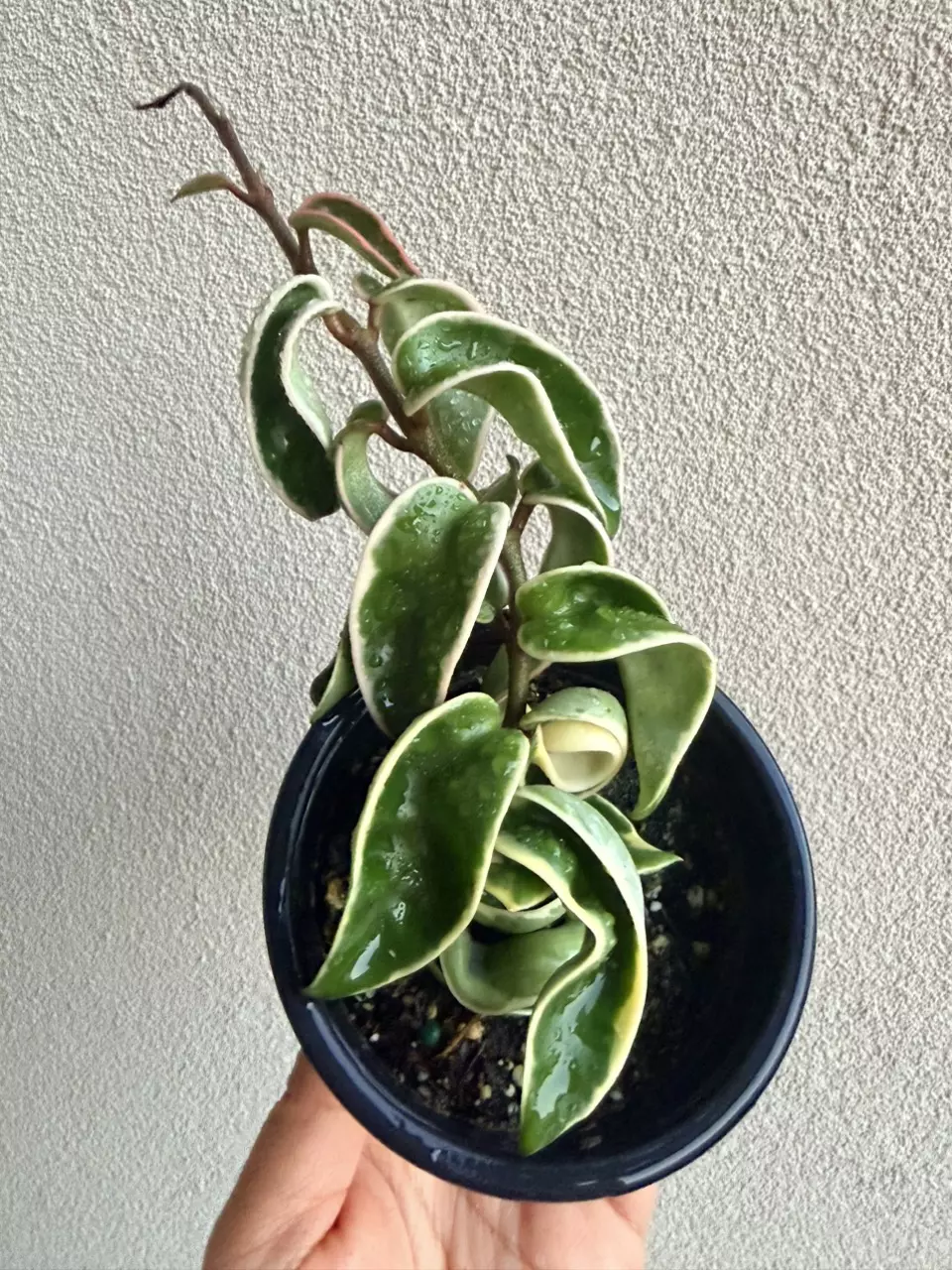Variegated Hindu Rope Hoya thumbnail