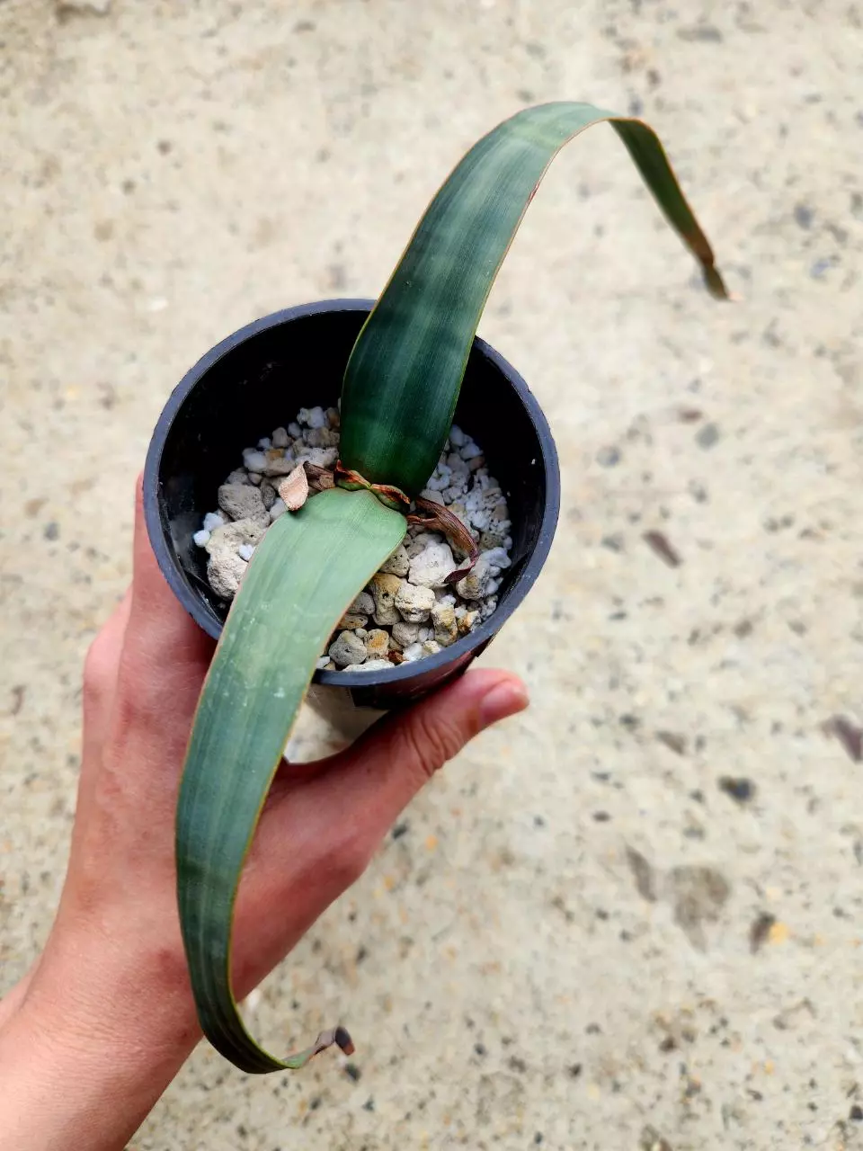 Welwitschia Mirabilis thumbnail
