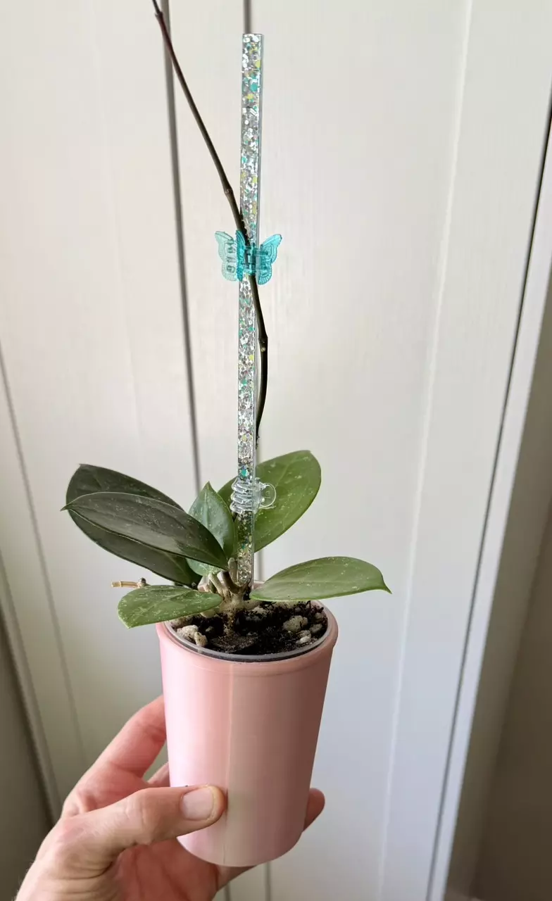 H. Verticillata Heart splash in SWP thumbnail