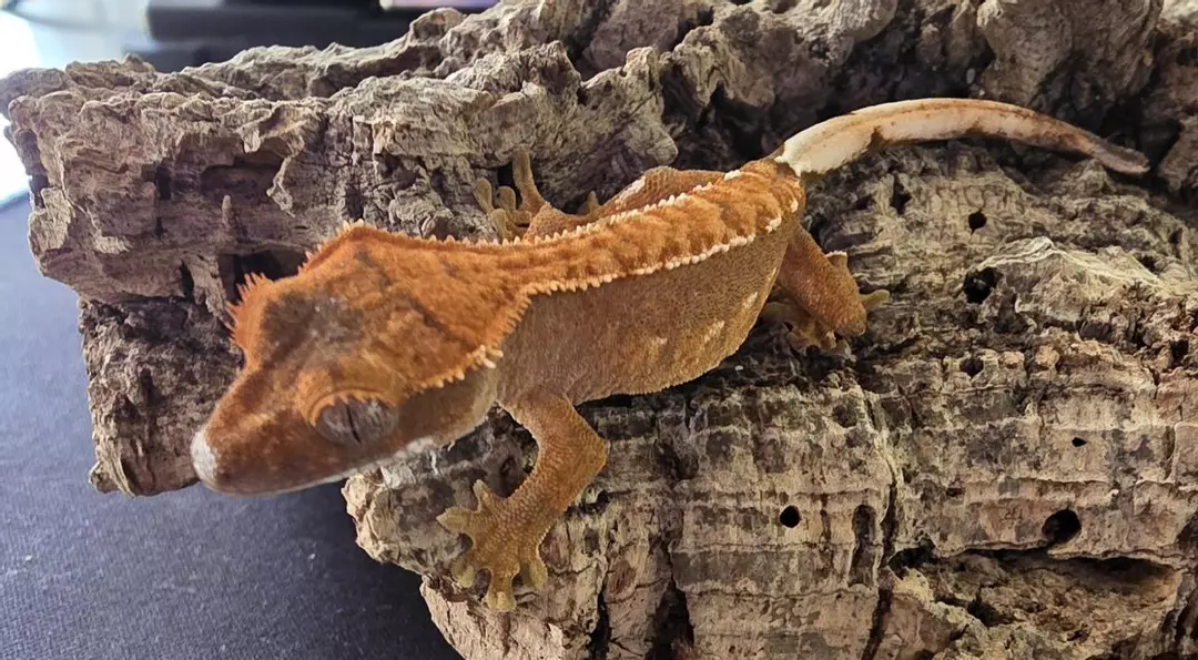 HQ50 -Partial Pin - port holes - Npv - 4g thumbnail