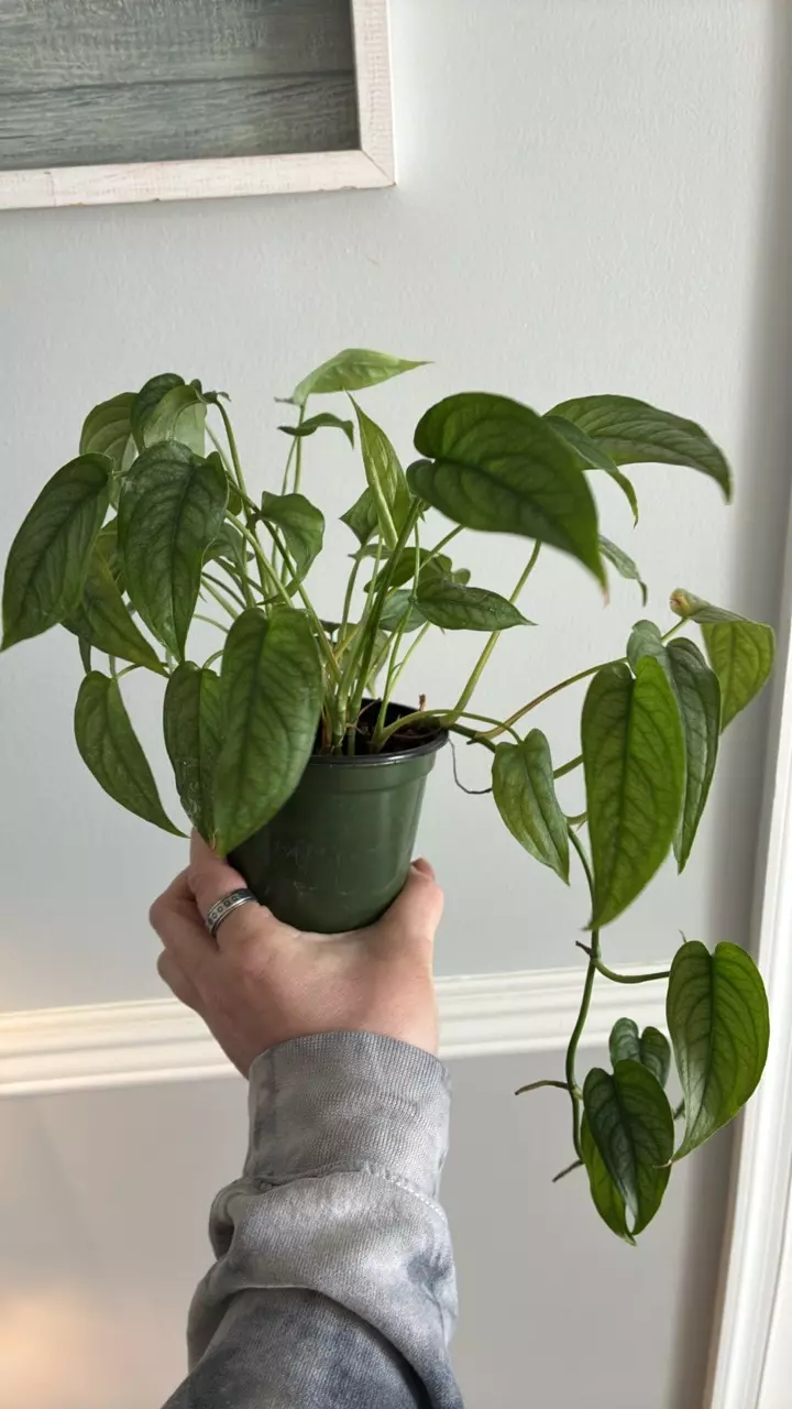 Siltepecana thumbnail