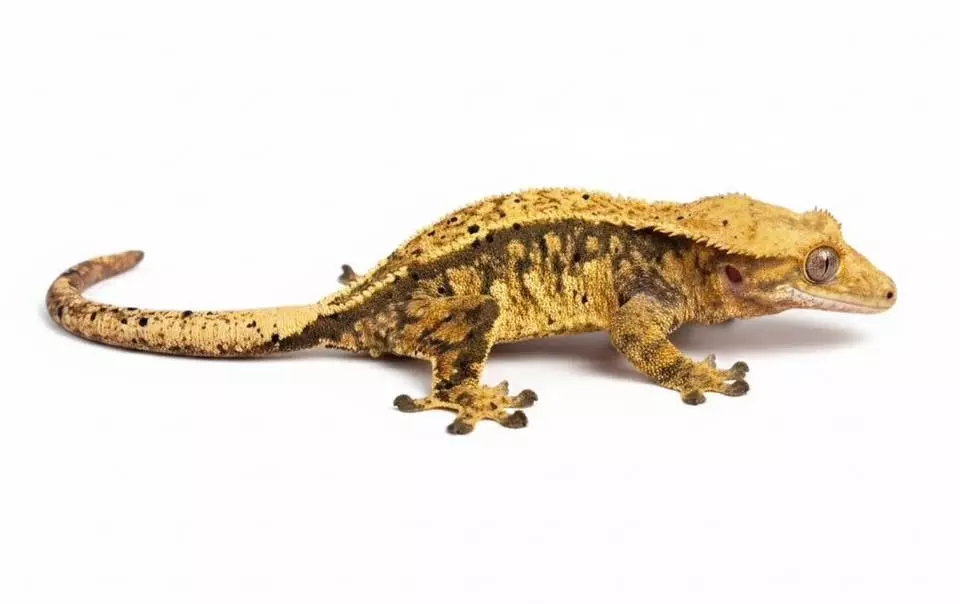 Tempest. PROVEN BREEDER thumbnail