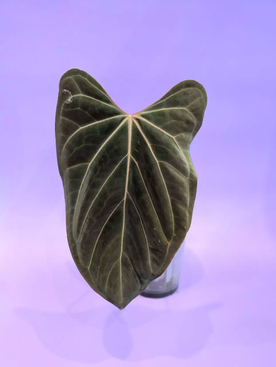 Pap. FSRL x flat besseae aff. thumbnail