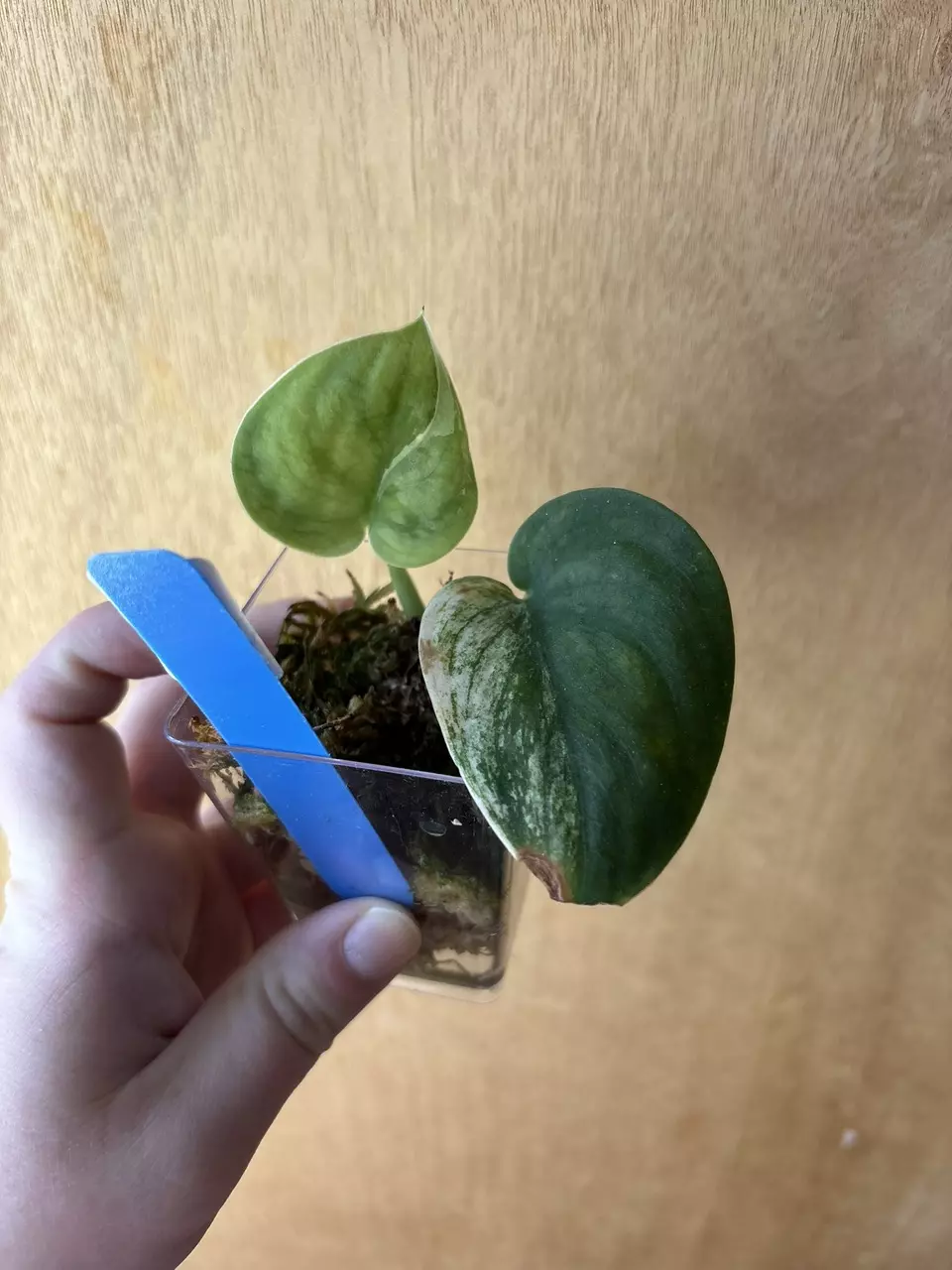 Scindapsus Bunaken thumbnail