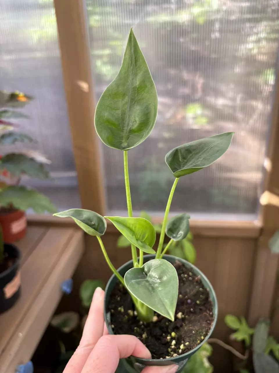 4” Alocasia Tiny Dancer thumbnail
