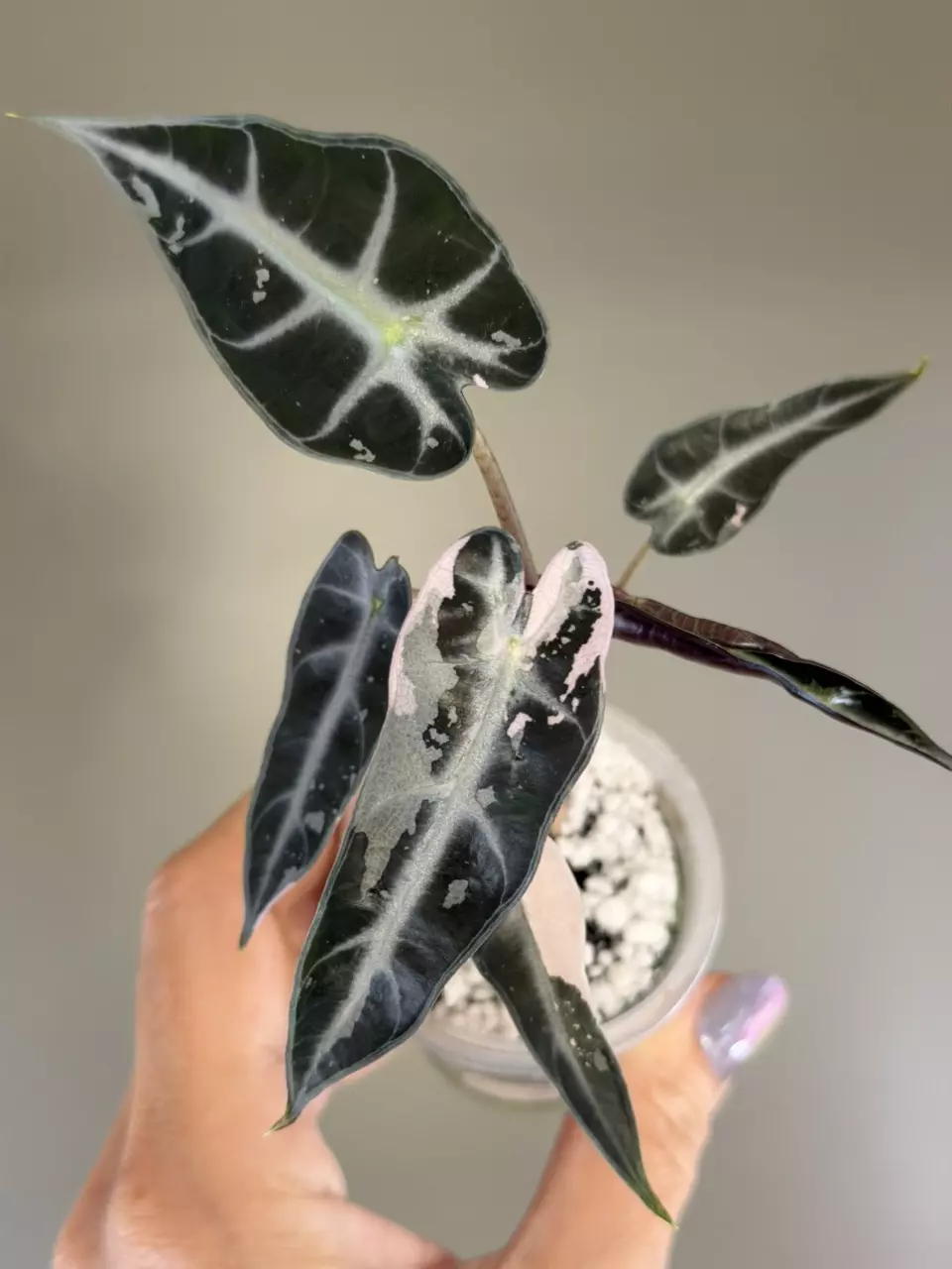 564 Alocasia Pink Bambino - Low Color thumbnail