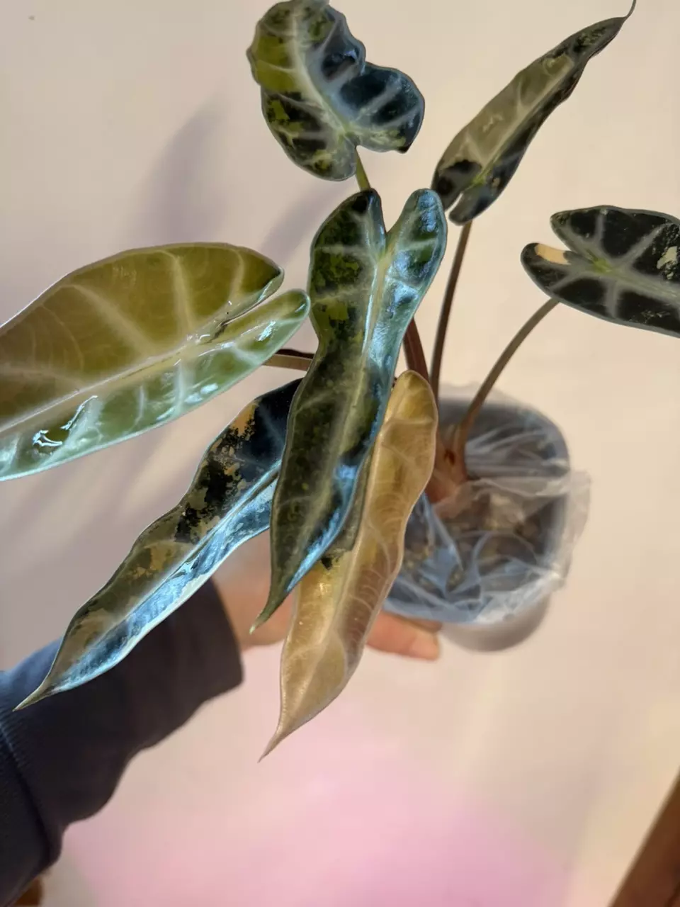 Alocasia Bambino Aurea/Caramel Latte corm! GC🤍💚🧡🤎 thumbnail