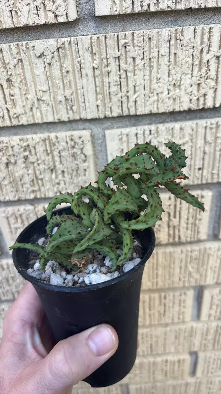 Aloe castilloniae thumbnail