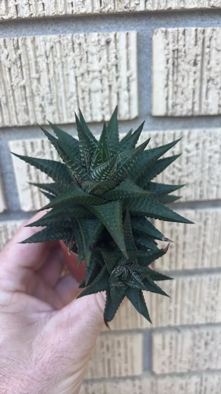 Haworthia limifolia thumbnail