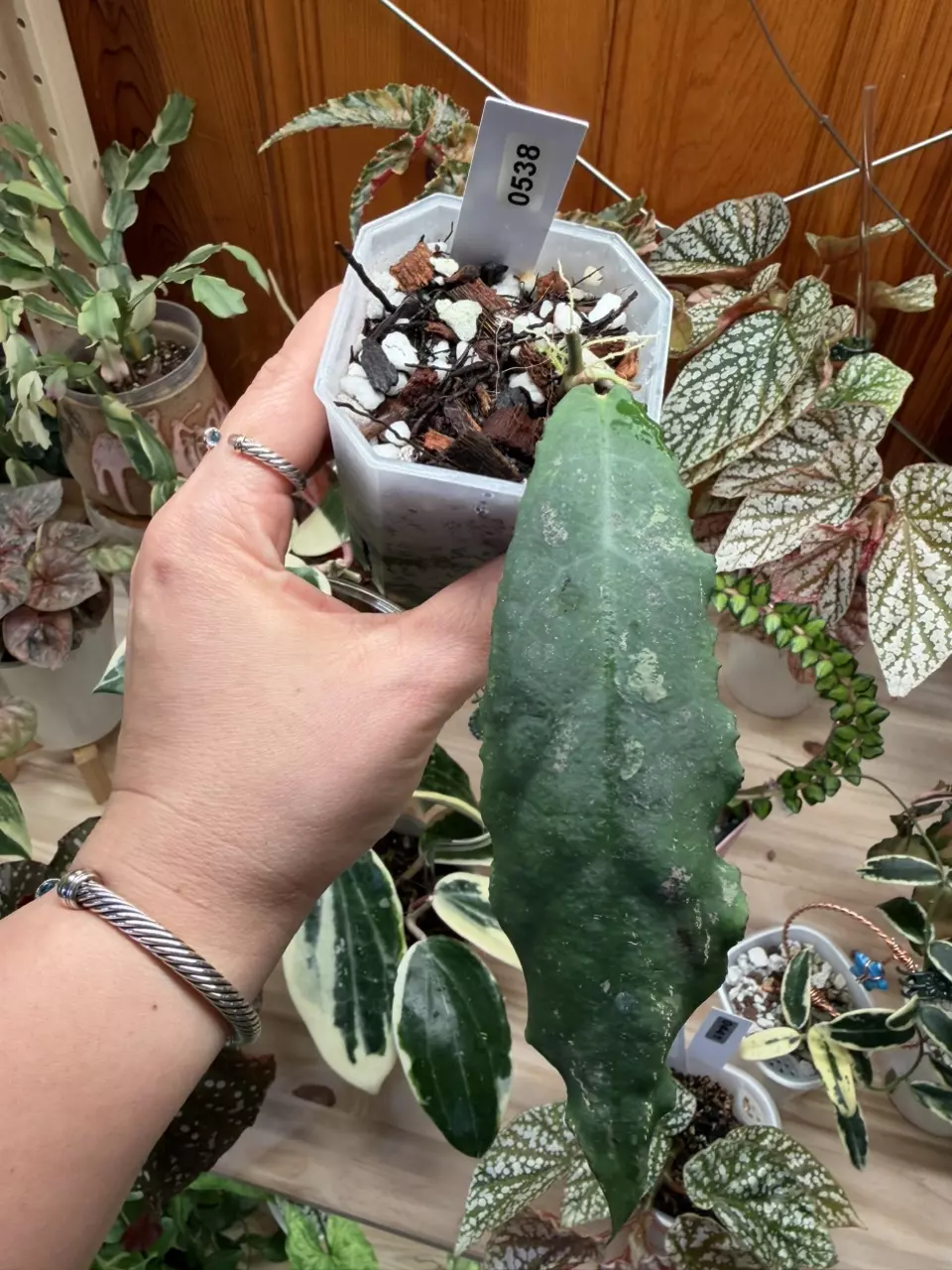 0538 Hoya Undulata Splash thumbnail