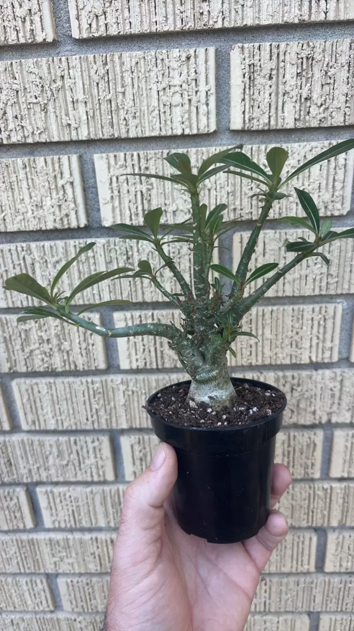 Adenium obesum seed grown thumbnail