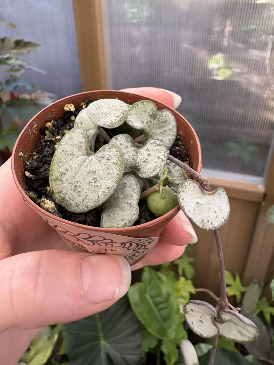 2” String of Hearts thumbnail