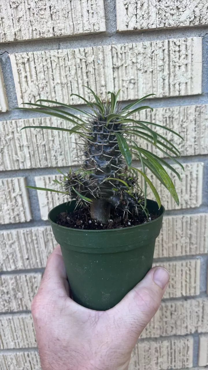 Seed grown Pachypodium lameri thumbnail