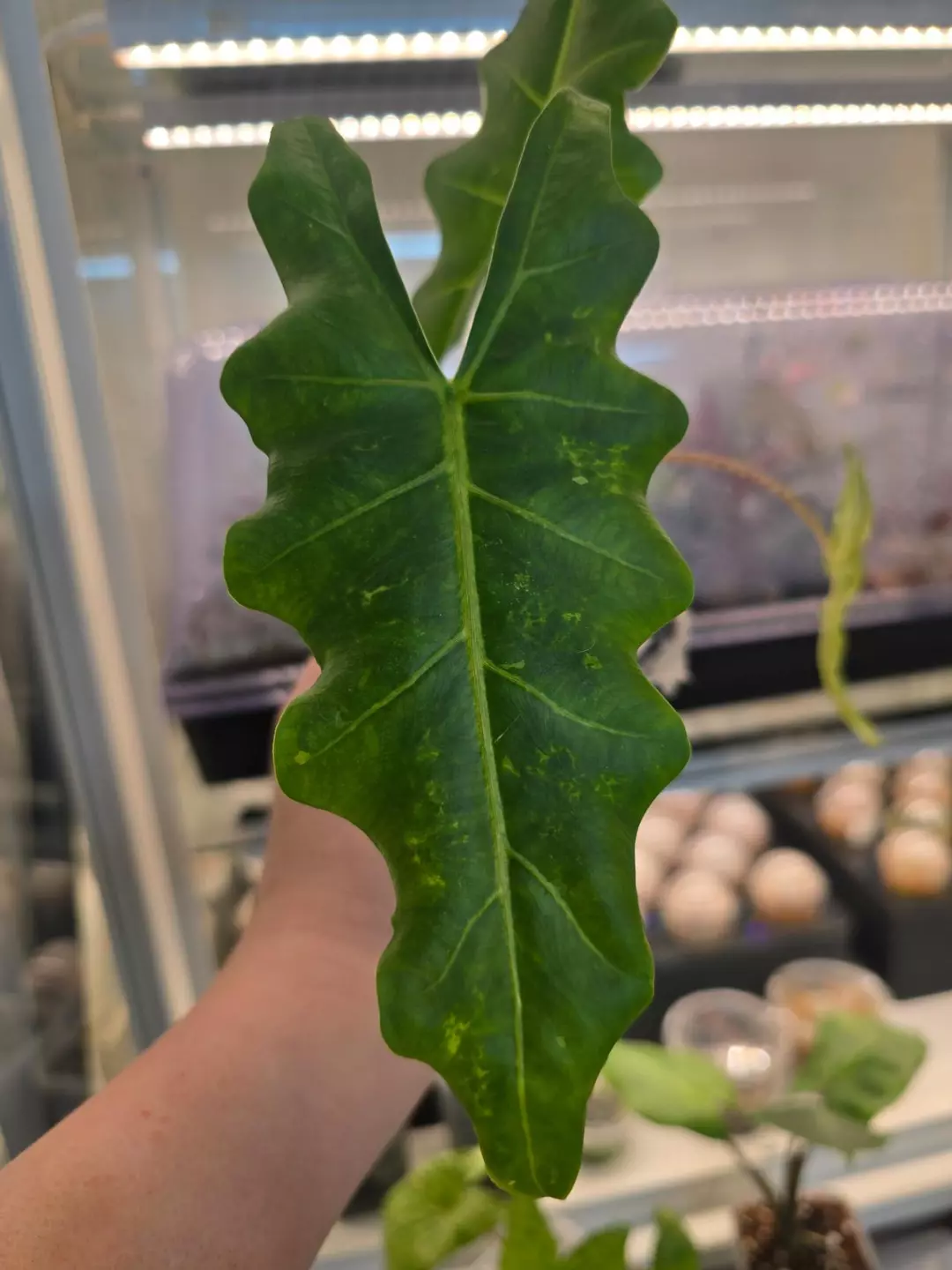 Rare/HTF Alocasia Megaladon Aurea corm thumbnail