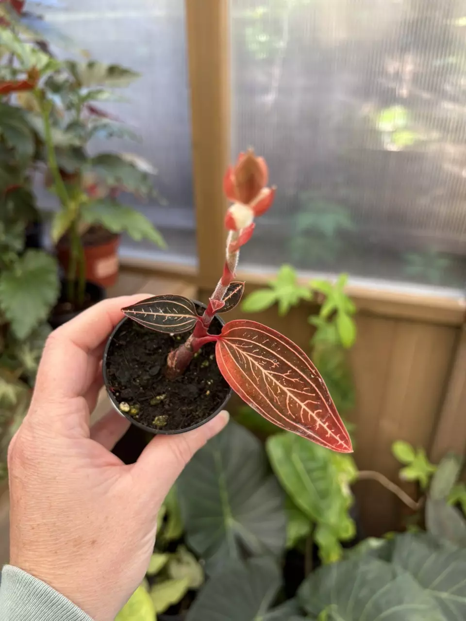 2” Jewel Orchid Marbled thumbnail