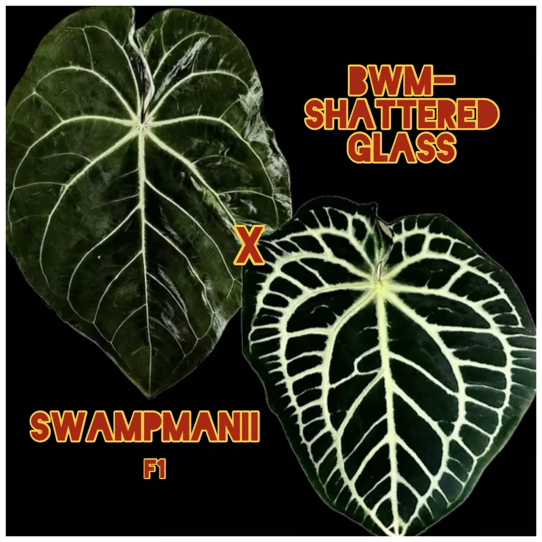 Swampmanii F1 (NPGP) x BWM-Shattered Glass (SKG) Germinated Anthurium Seeds (2) thumbnail