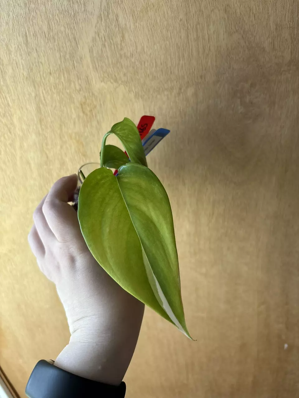 Scindapsus Blue Aurea Salak thumbnail