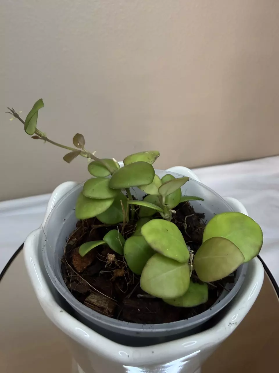 H Heuschkeliana thumbnail