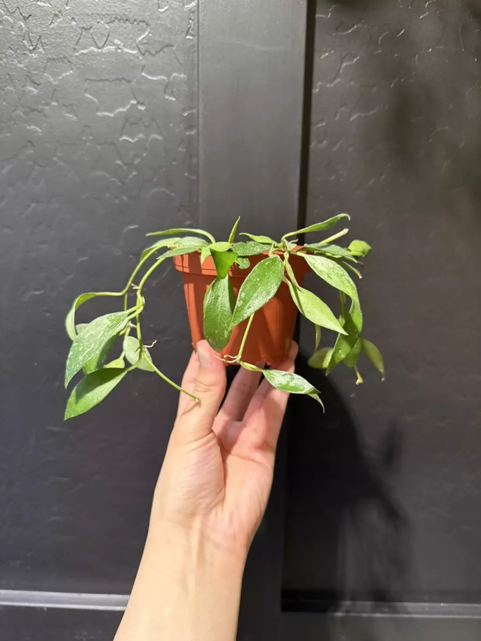 Hoya Lacunosa Mint #5 thumbnail