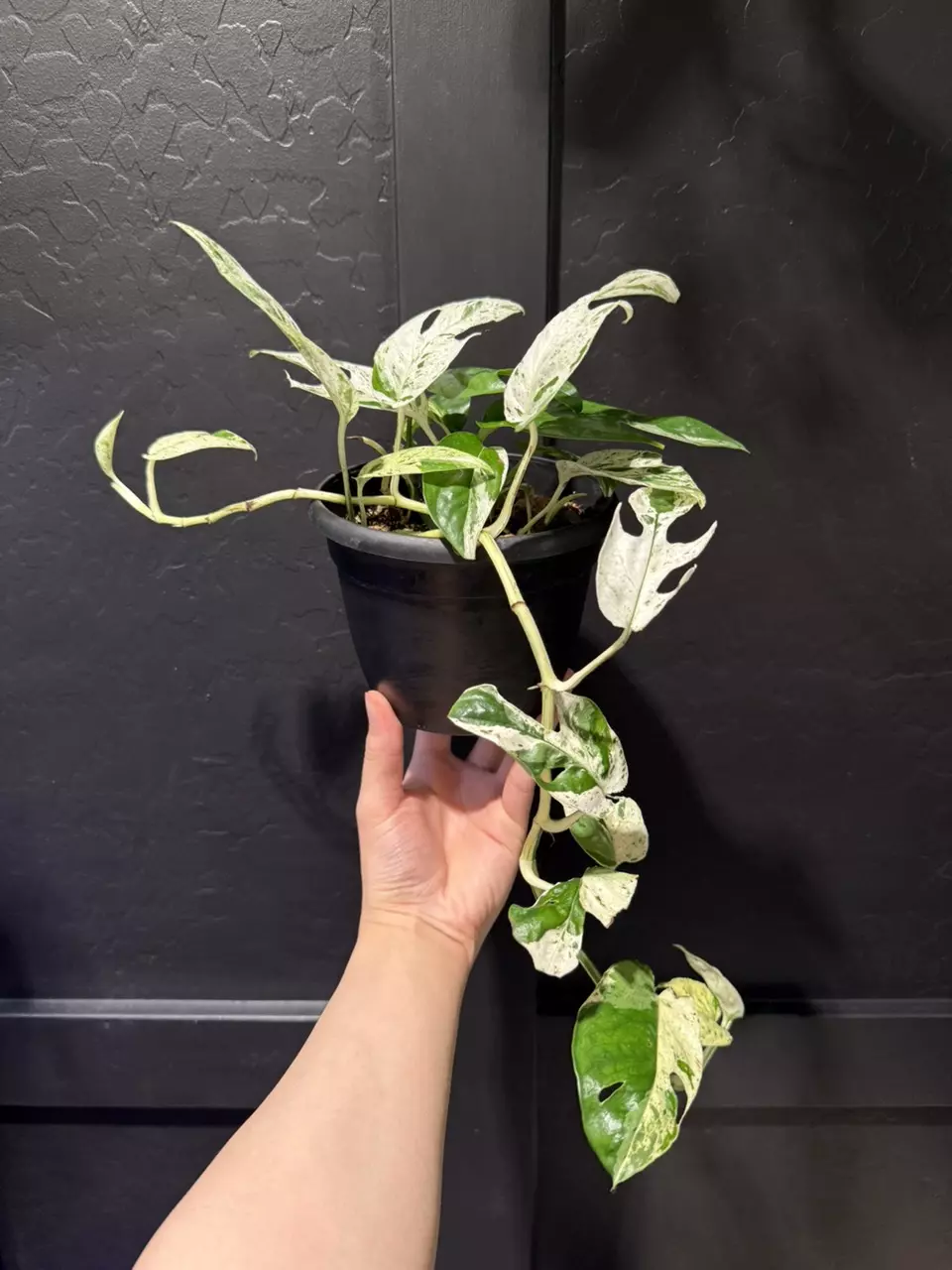 Epipremnum Pinnatum Marble #2 thumbnail