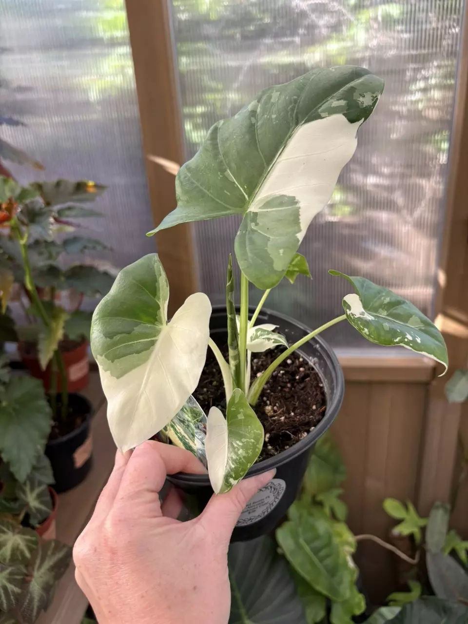 6” Alocasia Appaloosa Gold thumbnail
