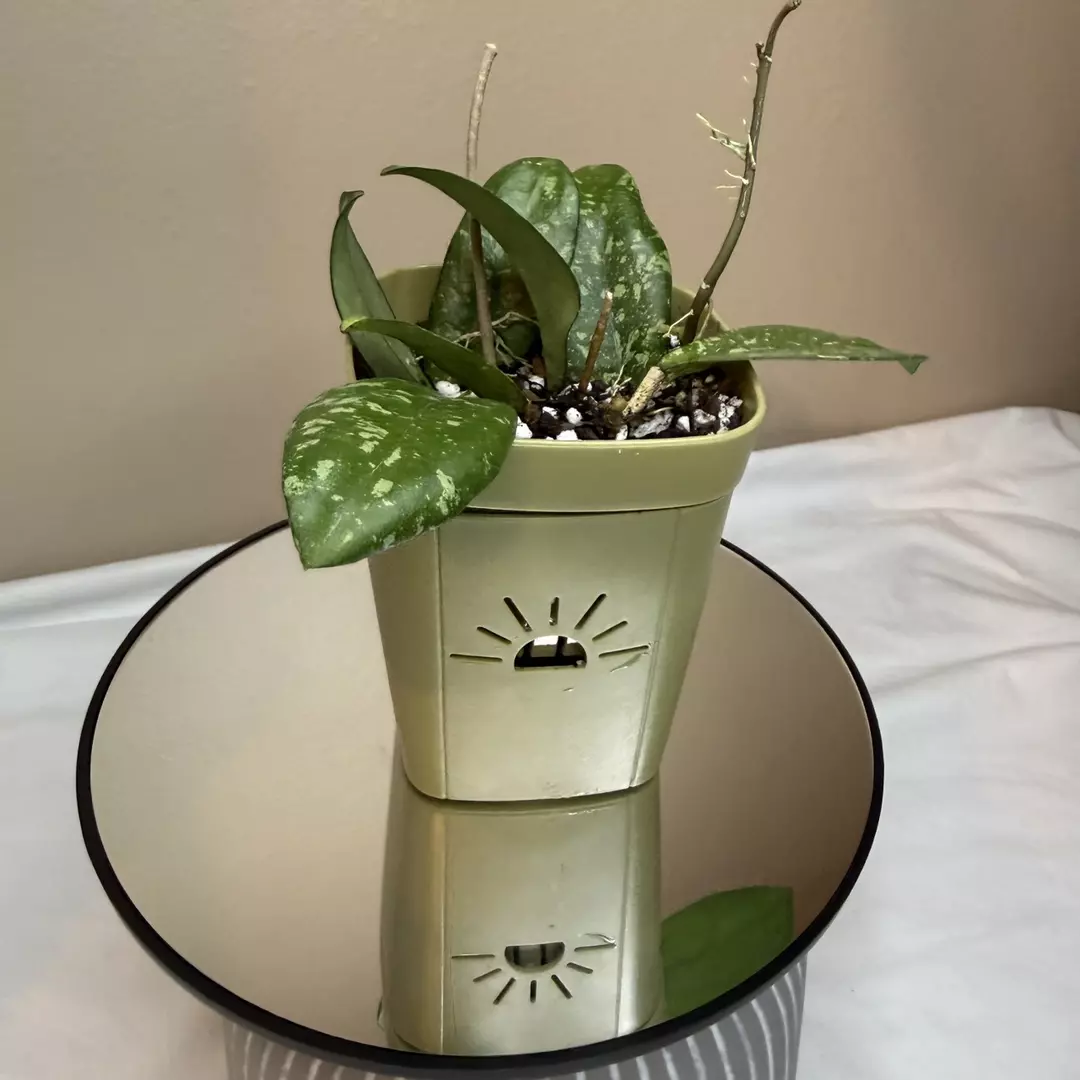 H Crassipetiolata x Michele Splash thumbnail