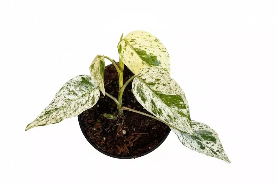 3” Epipremnum Bali Variegated thumbnail
