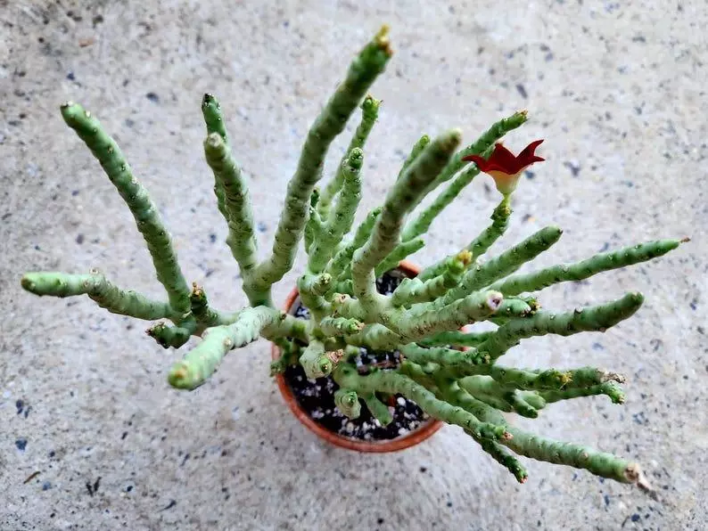 Caralluma Socotrana thumbnail