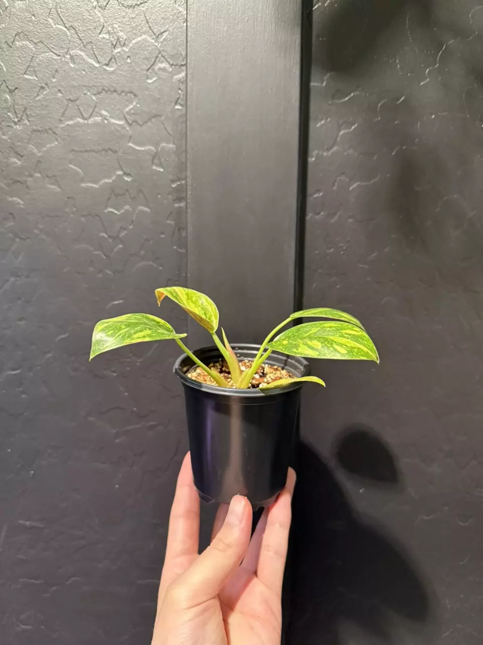 Philodendron ‘Green Congo Nuclear’ #5 thumbnail