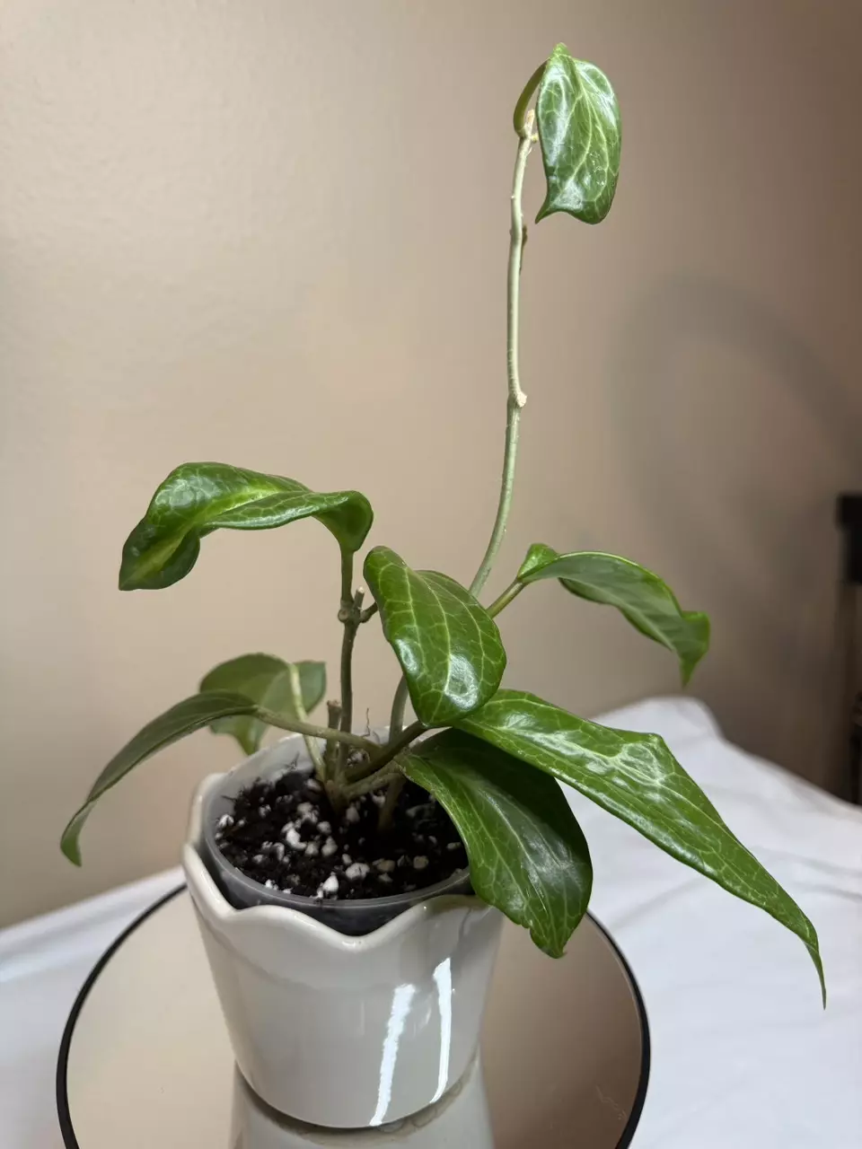 H Quinquenervia thumbnail