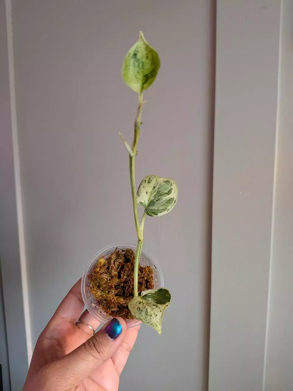 Scindapsus Marble Noid thumbnail