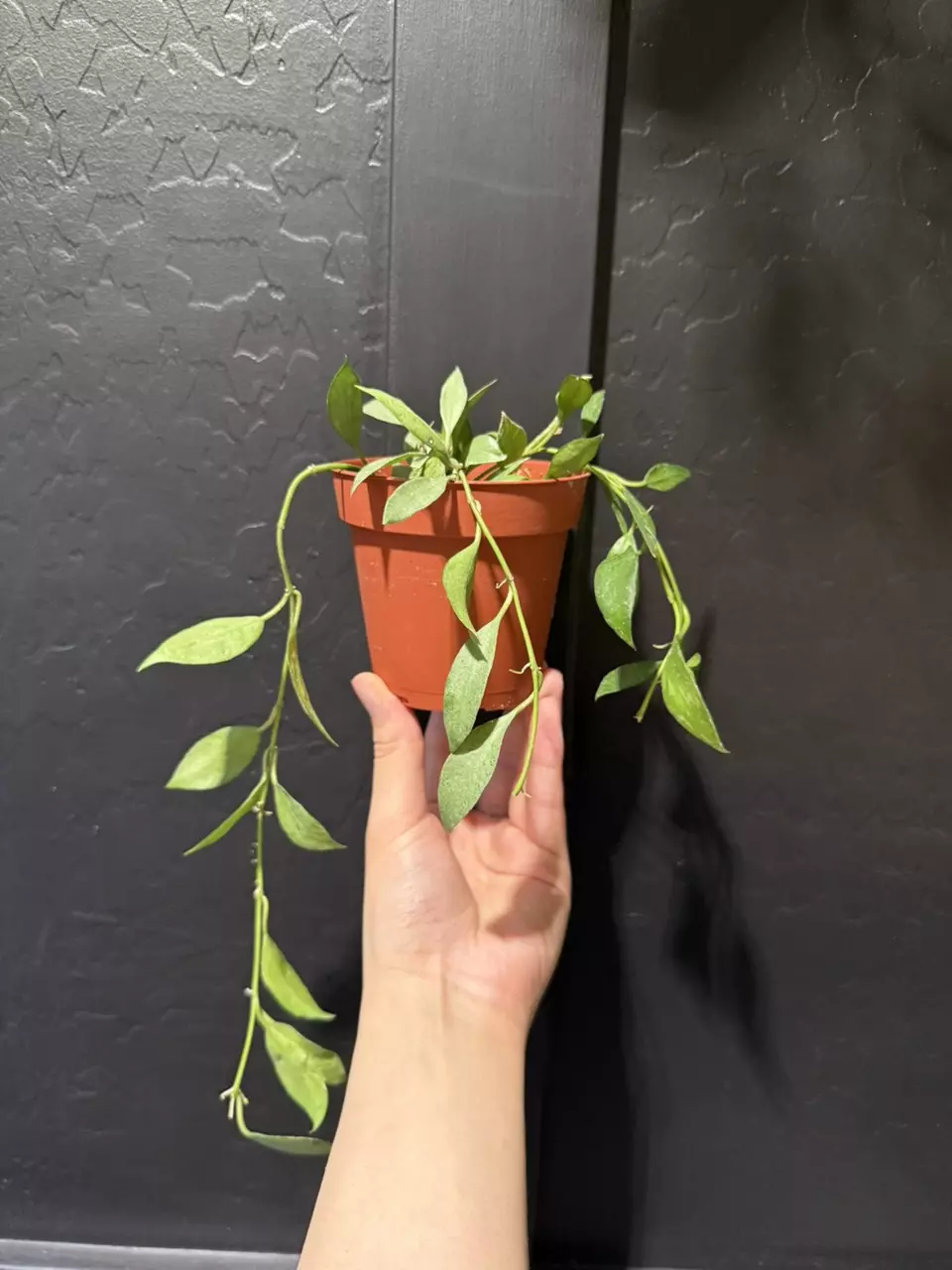 Hoya Lacunosa Mint #2 thumbnail