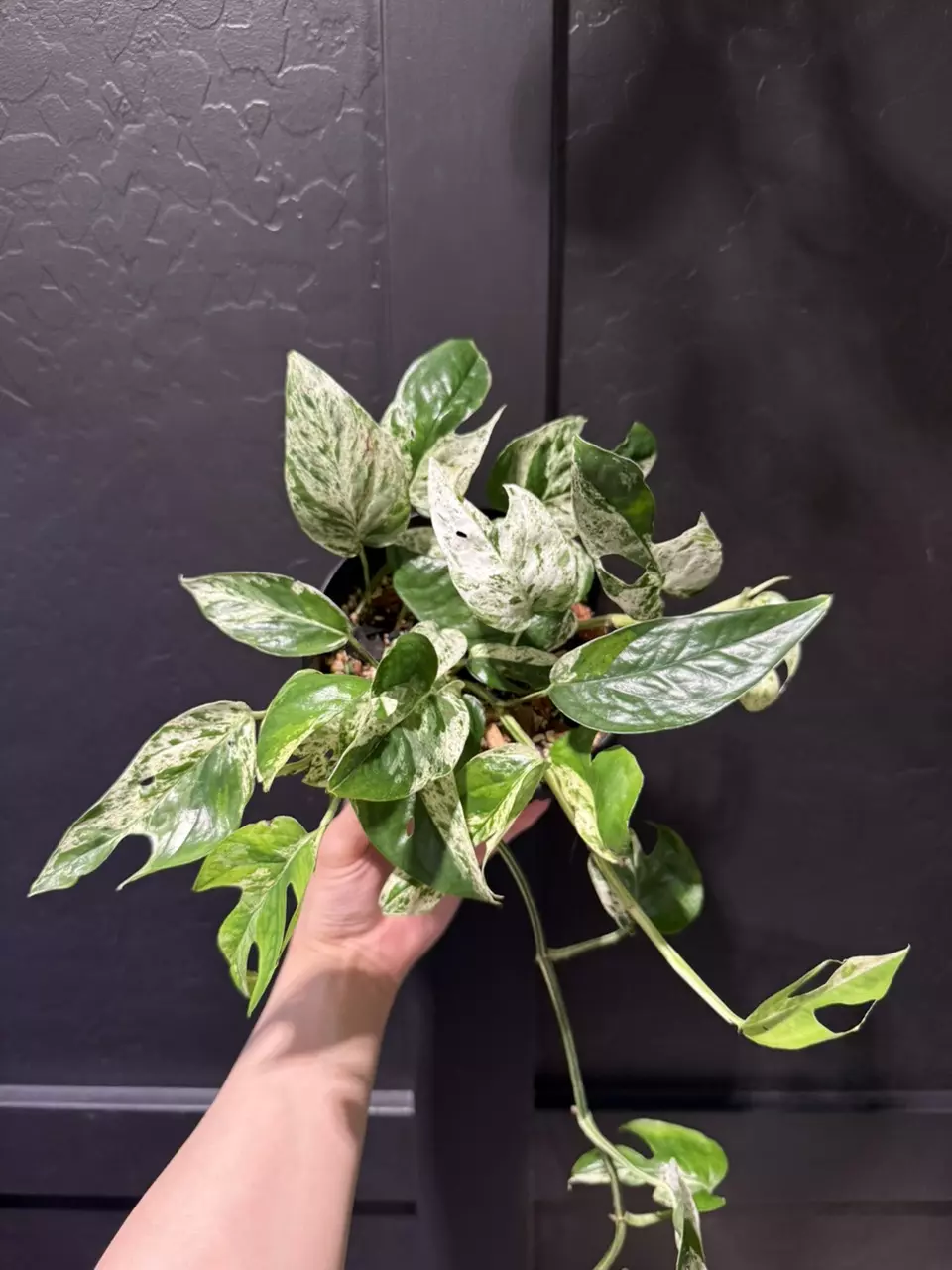 Epipremnum Pinnatum Marble #1 thumbnail