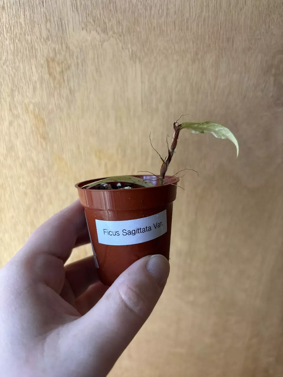 Ficus Sagittata Variegated thumbnail