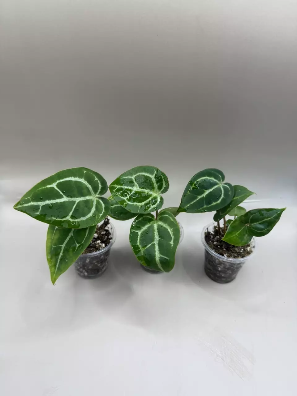 Anthurium Magnificum GROWERS CHOICE thumbnail