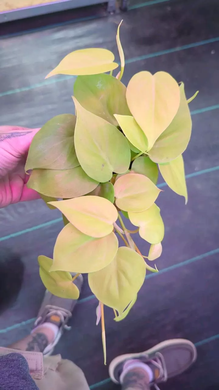 834 Philodendron Hederaceum Lemon Lime thumbnail