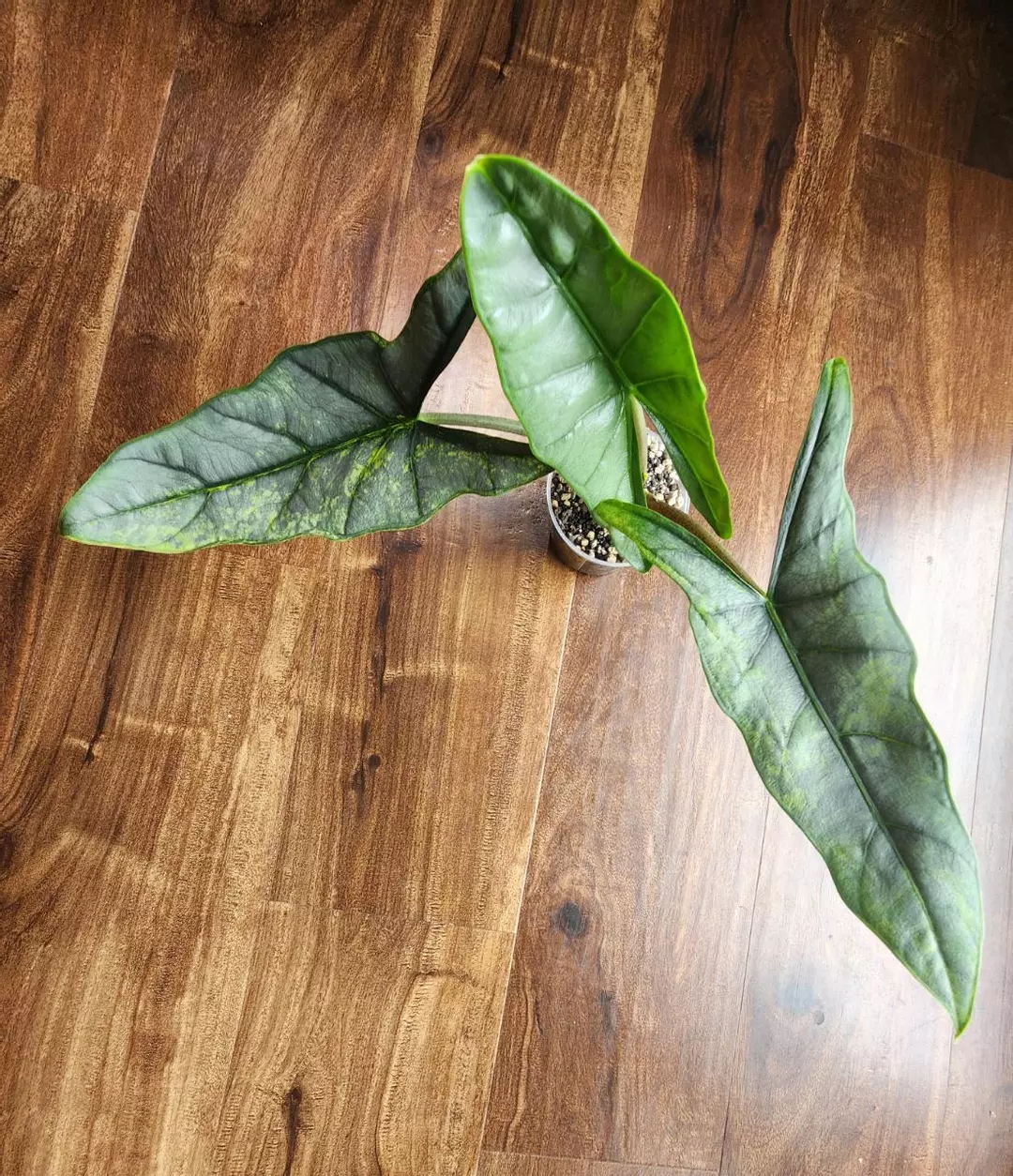 Heterophylla Metallic Blue Aurea Mother plant 🦄 thumbnail