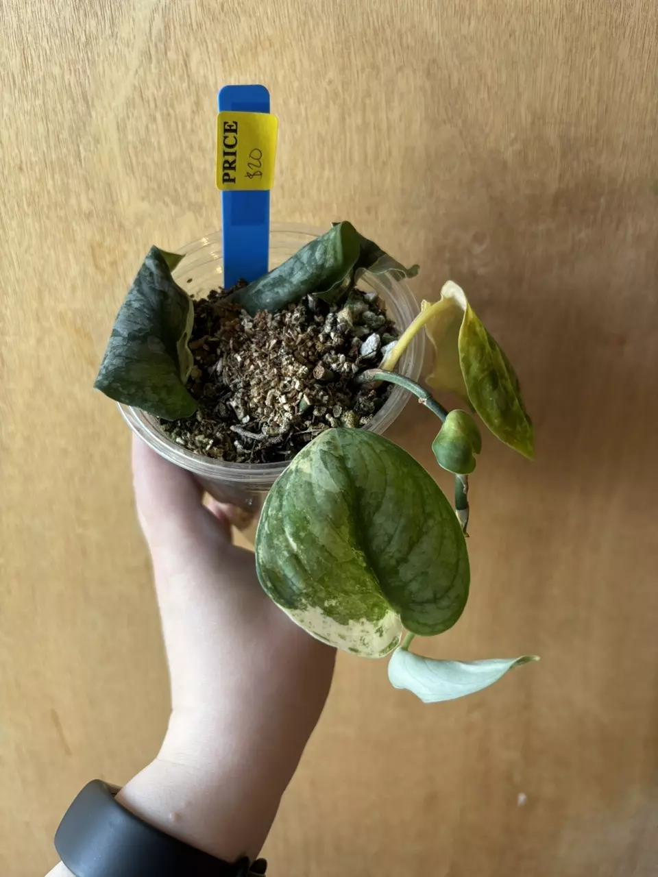 Scindapsus Mount Salak thumbnail