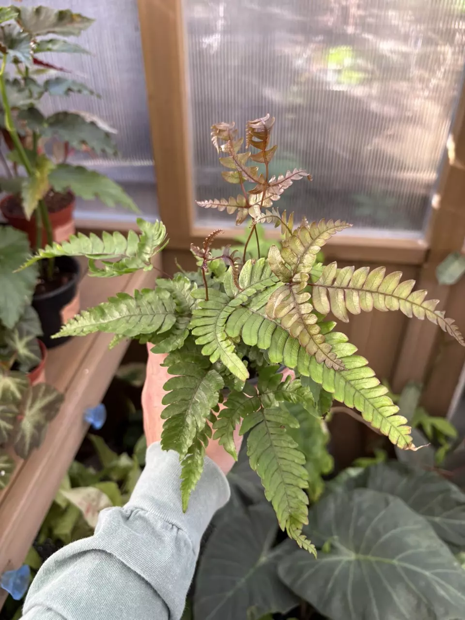 4” Pteris Tricolor thumbnail